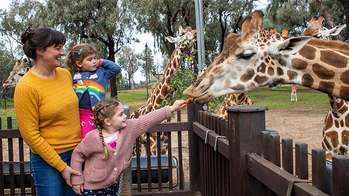 Giraffe Encounter