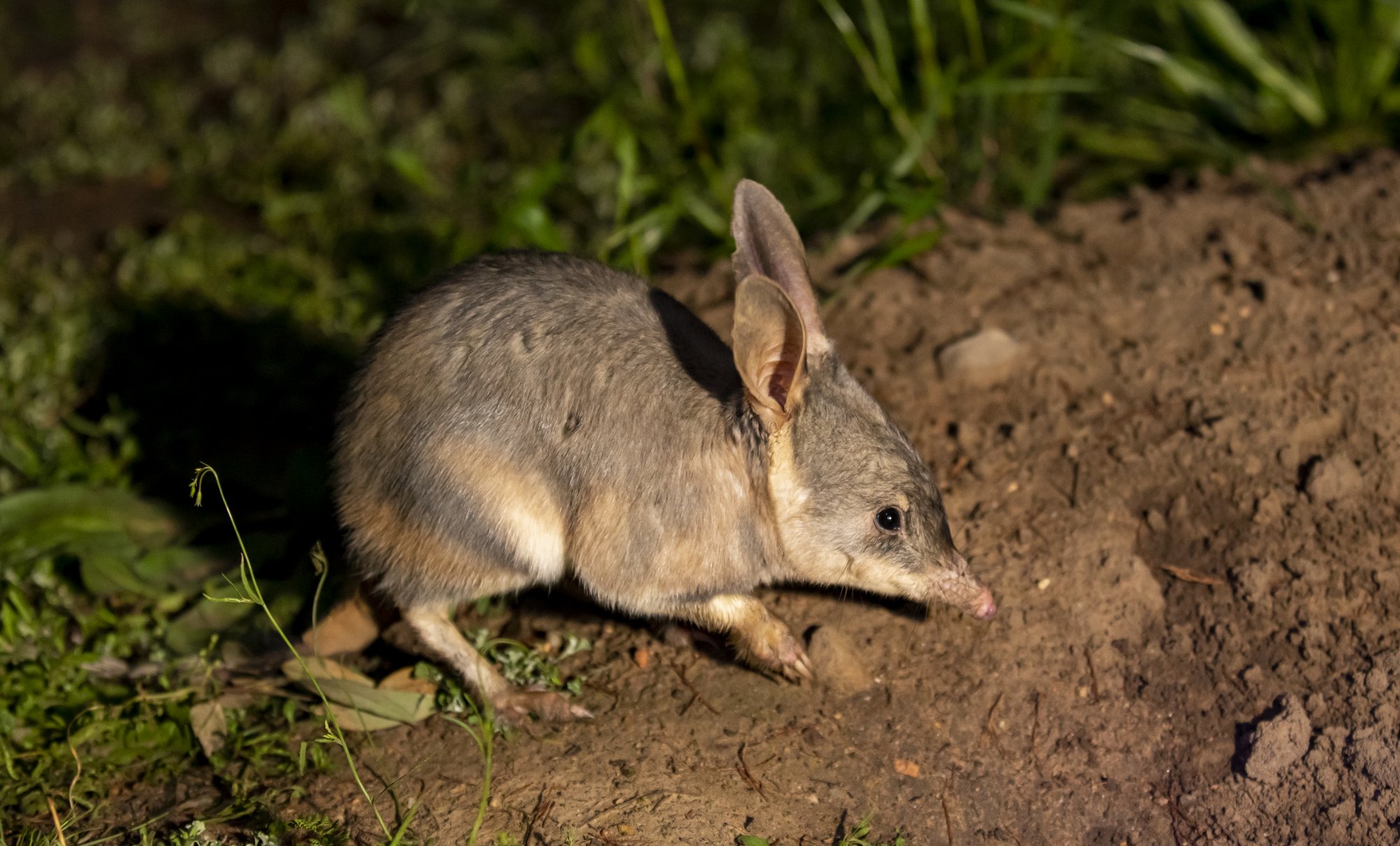 Greater Bilby