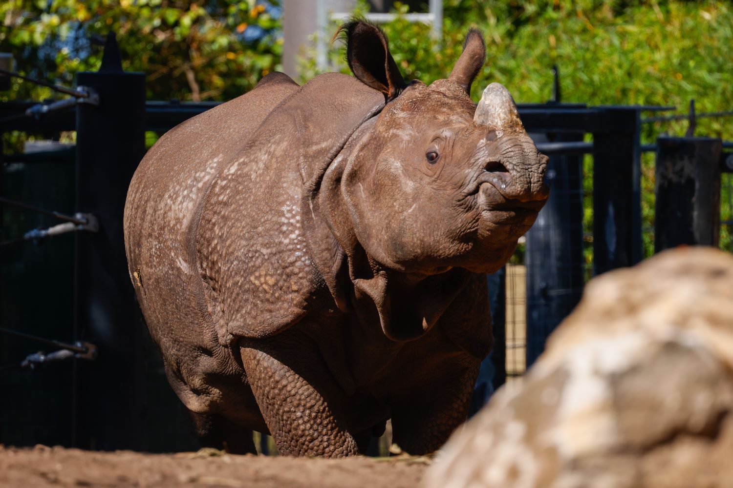 Hari settling in on habitat at Taronga Zoo Sydney