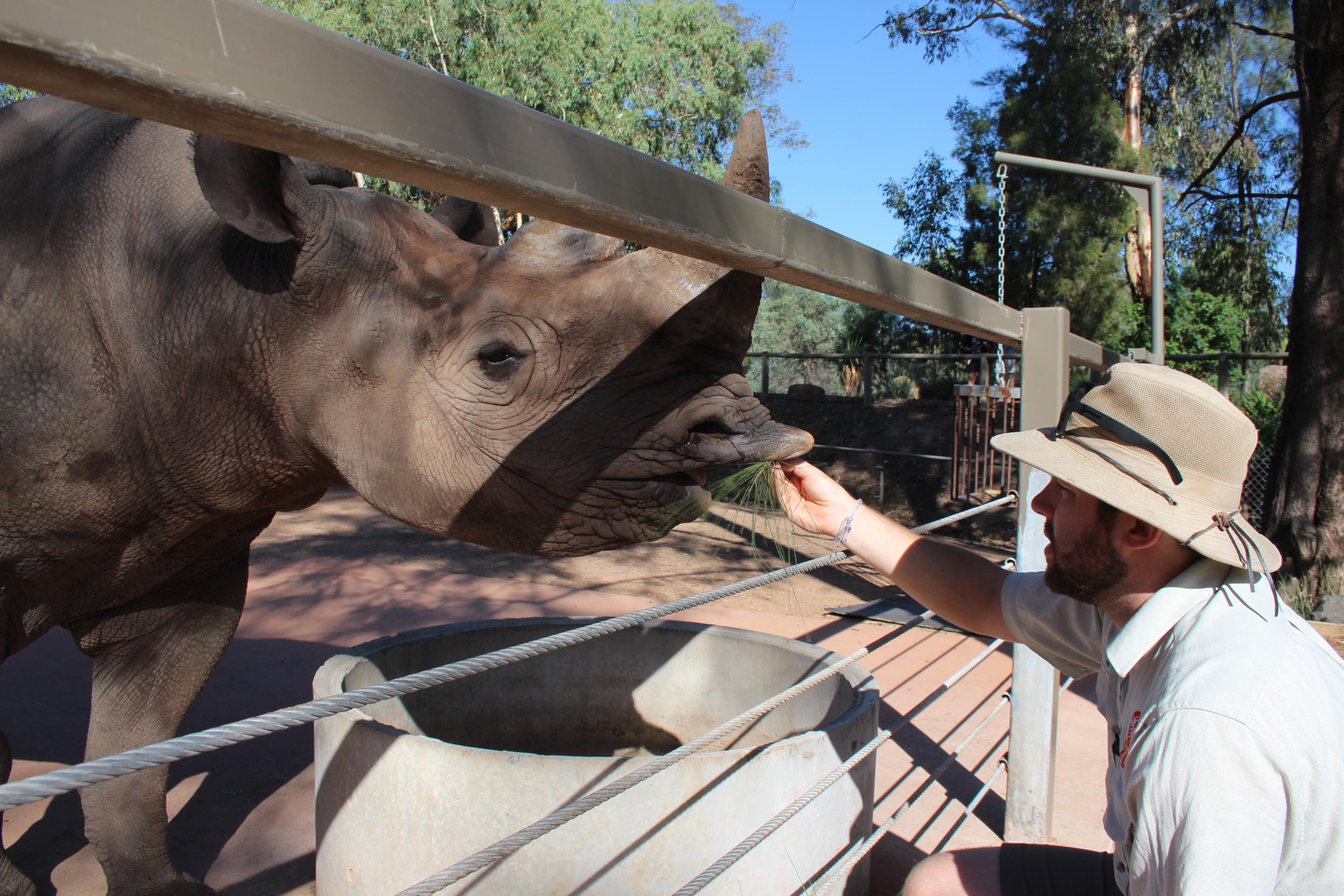 Keeper Jean-Pierre Venecourt with Black Rhino Mpenzi