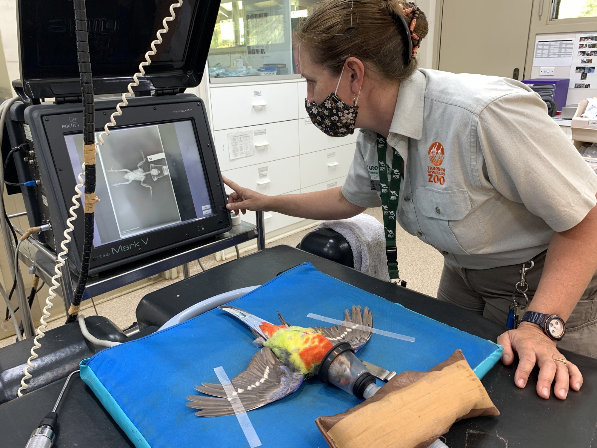 Vet conducting an x-ray of a Rosella at the Wildlife Hospital. Photo: Jodie Milton