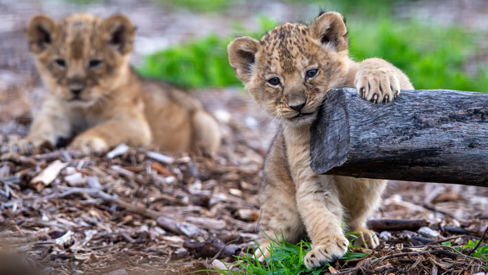 Lion Cubs