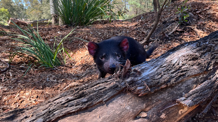 Tasmania Devil exploring their exhibit. Photo: Bridget Kaitler