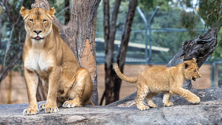 Mum Marion exploring the Pride Lands with her cubs