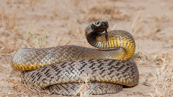 Inland Taipan