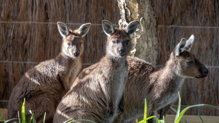 Kangaroo Island Kangaroos in Kangaroo Country