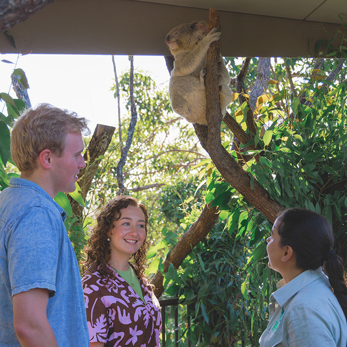 Koala Encounter 