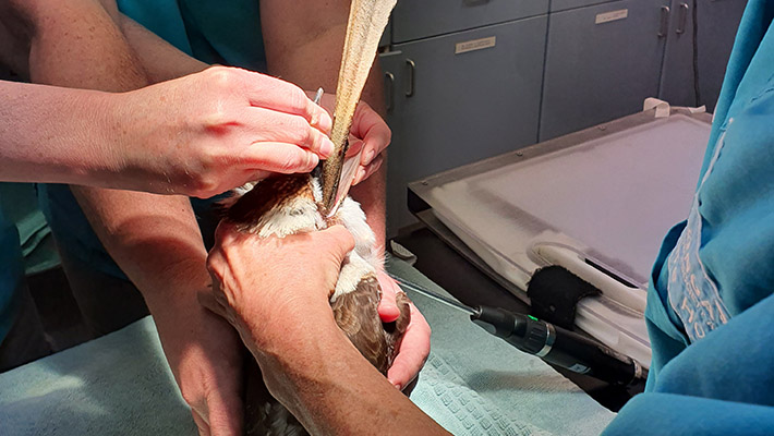 While still under anaesthesia, the veterinary team carefully located a mass deep within the bird's oesophagus. 