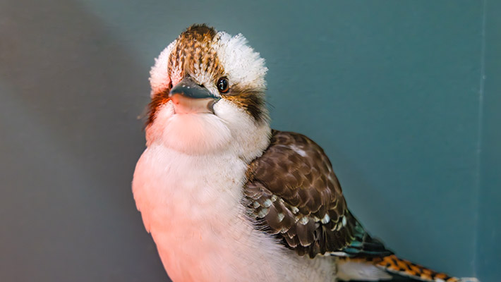 Laughing Kookaburra rescued by WIRES volunteer and brought to Taronga Wildlife Hospital 