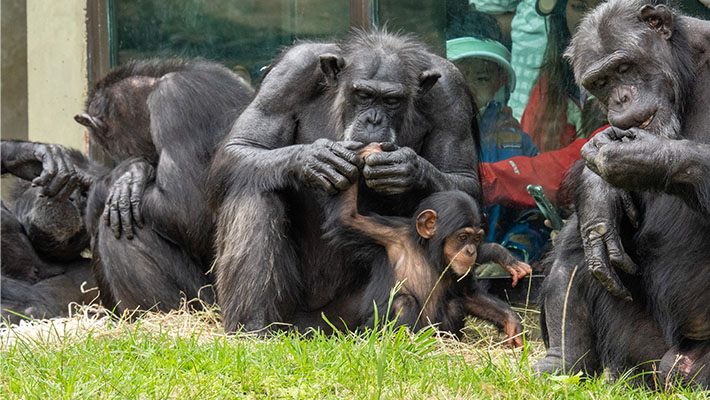 Lemba the Chimpanzee turns one. Photo: Keeper Scott Brown 