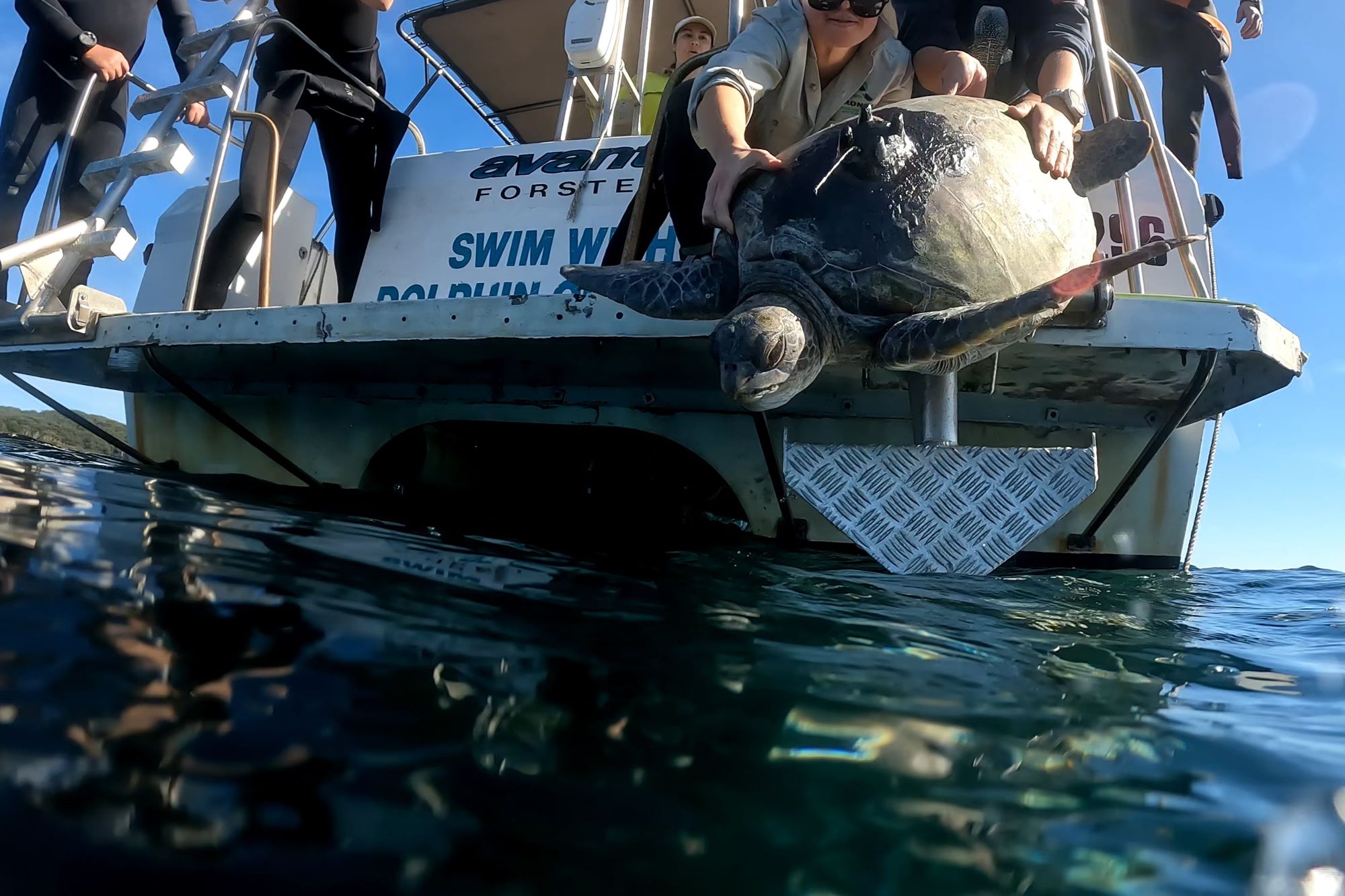 Loggerhead turtle released with tag attached