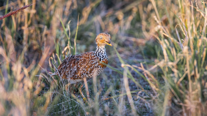 Plains Wanderer photo: Alex Pike