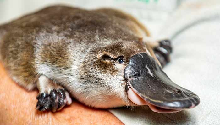 Platypus at Taronga Zoo. Photo credit: Rick Stevens 