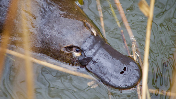 Platypus at Taronga Western Plains Zoo 