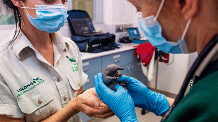 Orphaned Echidna Puggle assessed at Taronga Wildlife Hospital