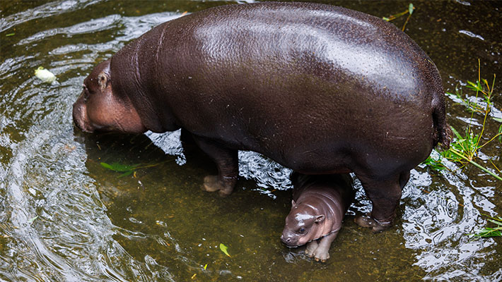 Pygmy Hippo Calf Lololi and mother Kambiri. Photo credit: Keeper Scott Brown