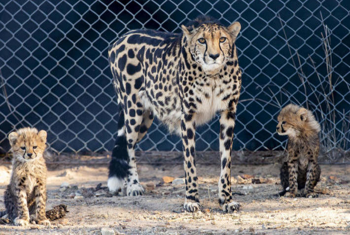 Cheetah cubs