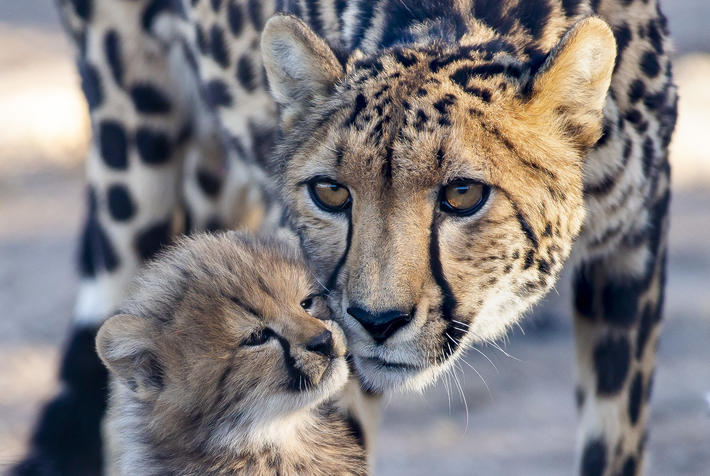 Cheetah cubs