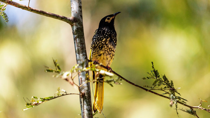 Regent Honeyeater release on Mindaribba Land