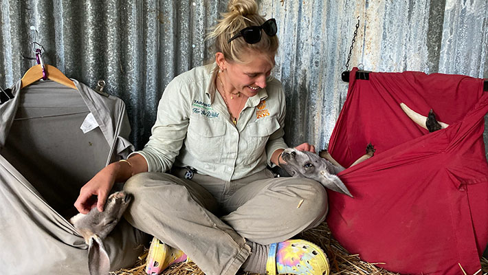 Keeper Lou Todd with Red Kangaroo Joey Copper and another Joey behind the scenes at the Zoo