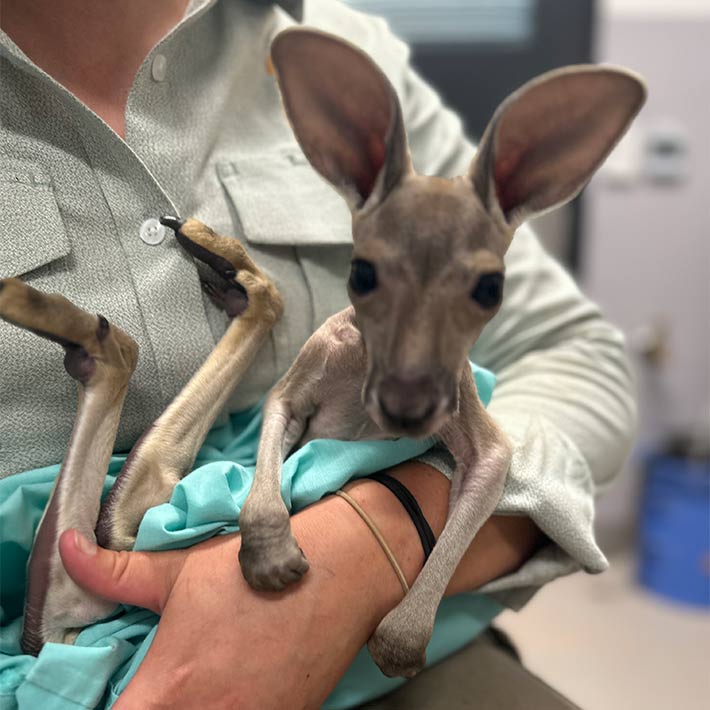 Red Kangaroo joey, Copper