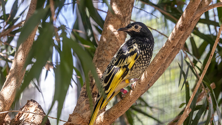 Regent honeyeater sitting in tree