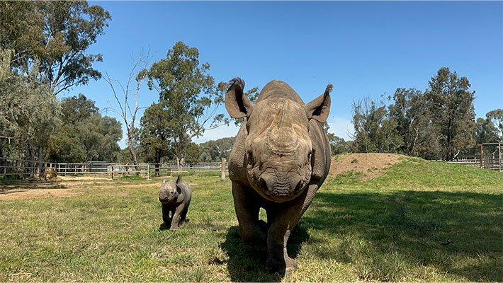 Black Rhino Mesi and Calf. Photo: Hayley Brooks 