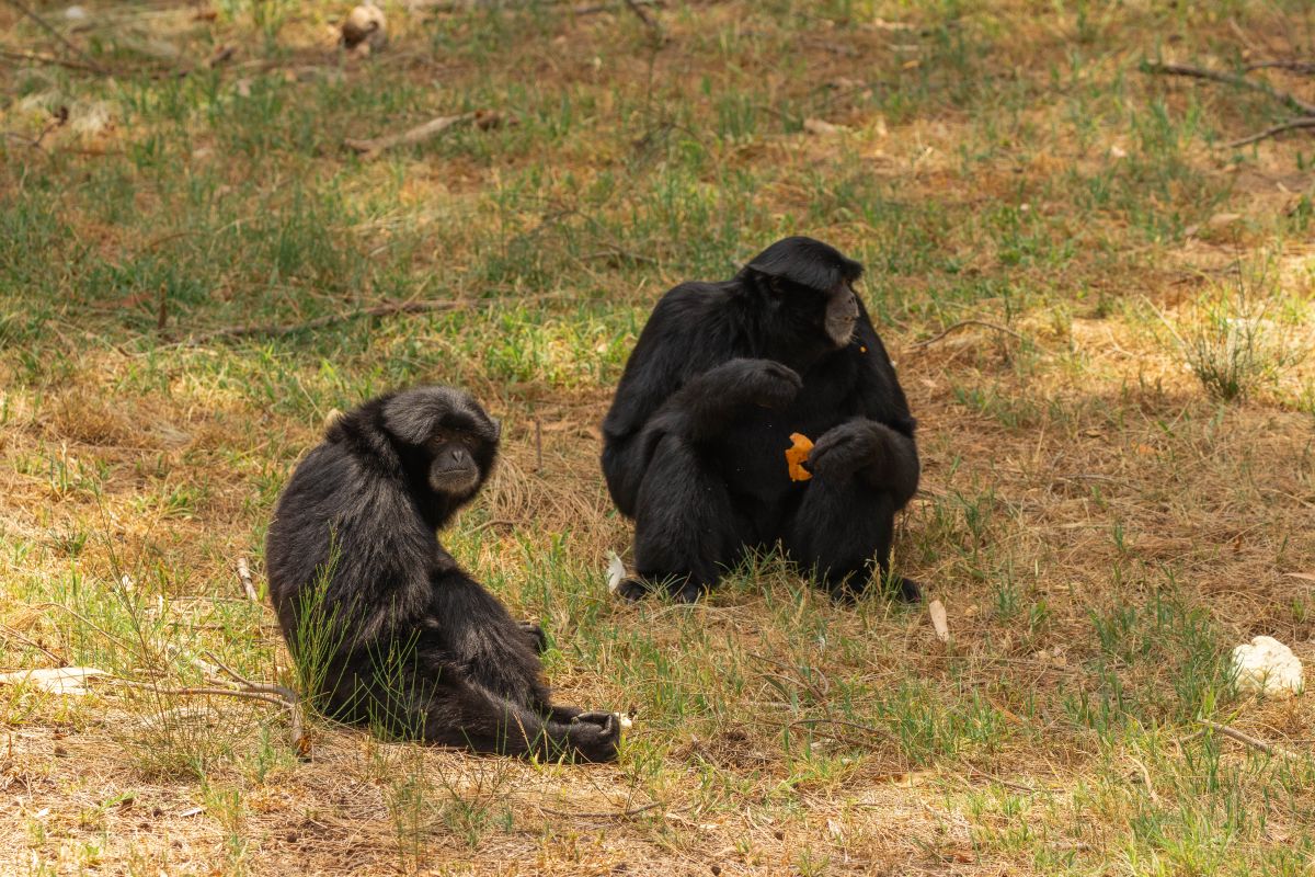 Siamangs Kasarna and Kasem
