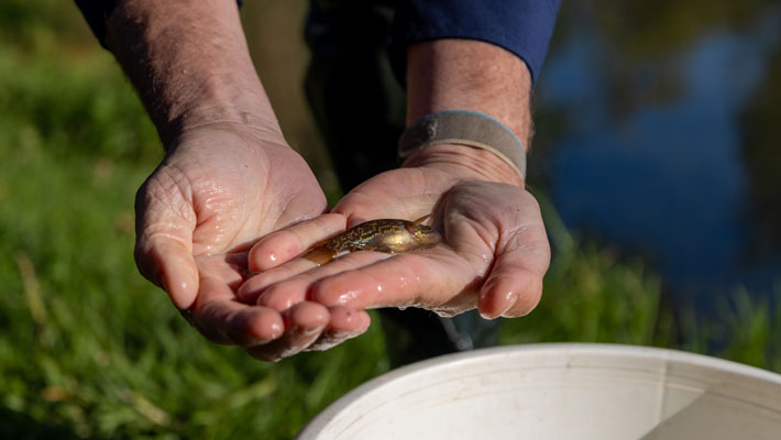 Southern Purple Spotted Gudgeon in hand