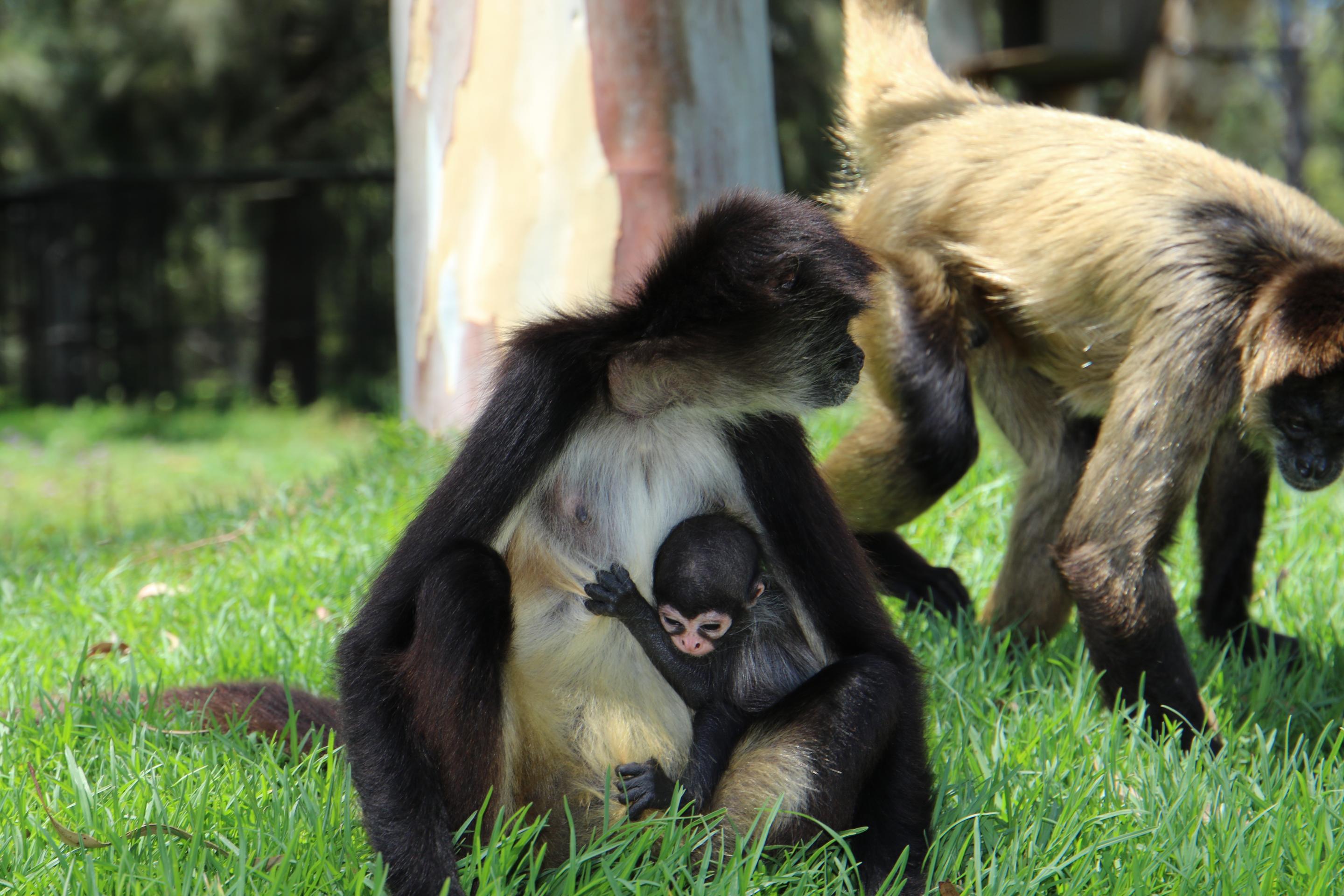 Baby Spider Monkey