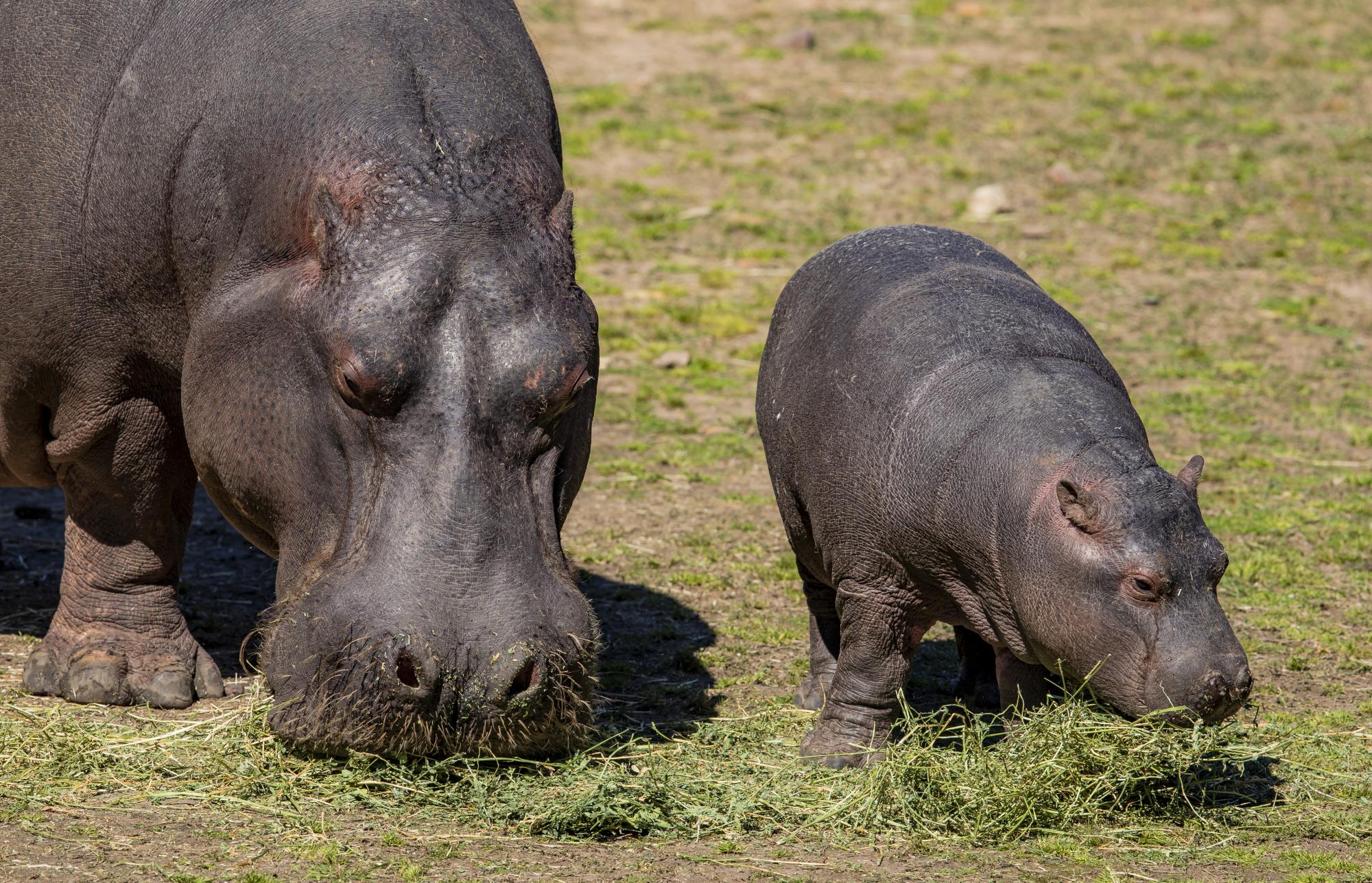 Hippo calf 