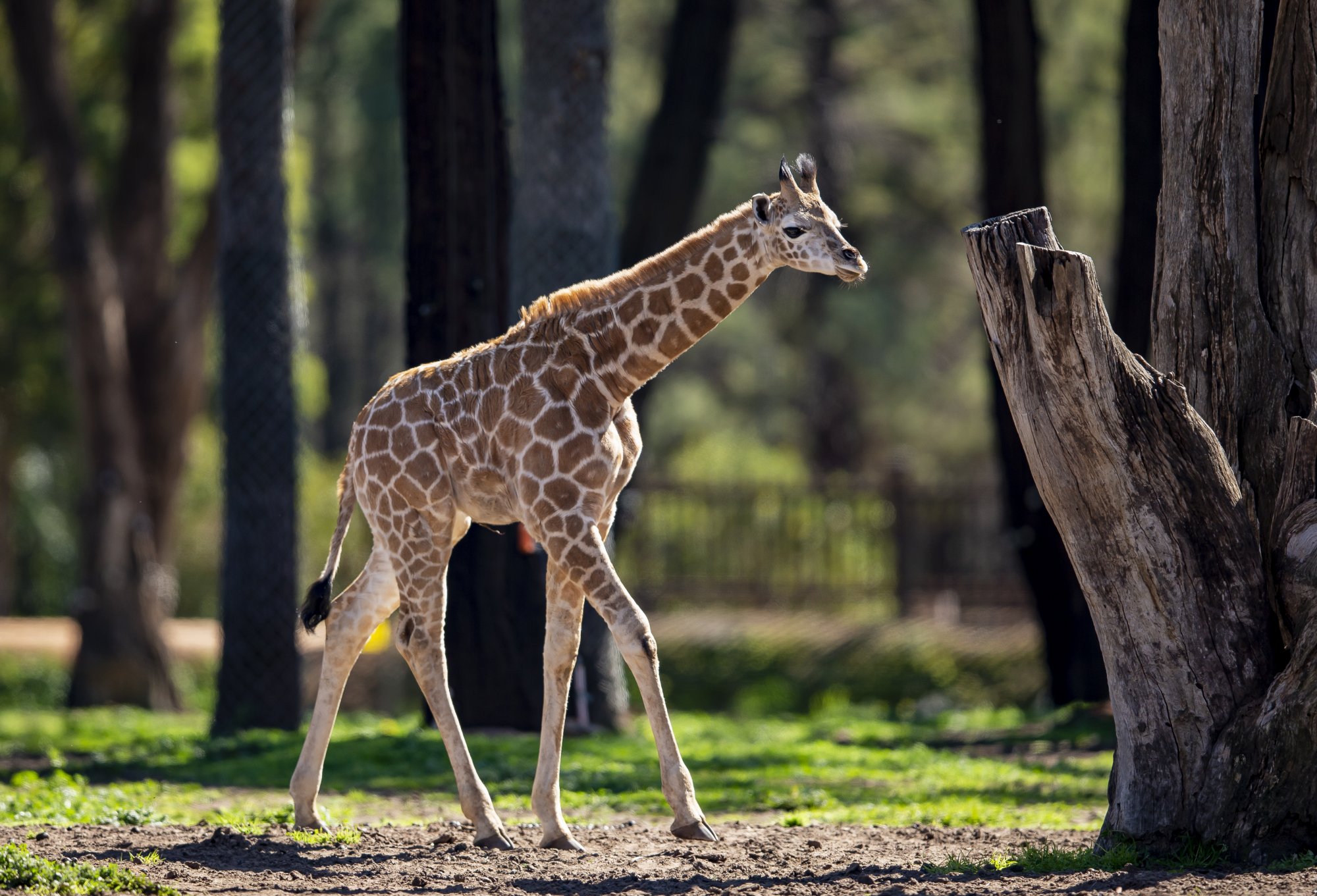 Giraffe calf