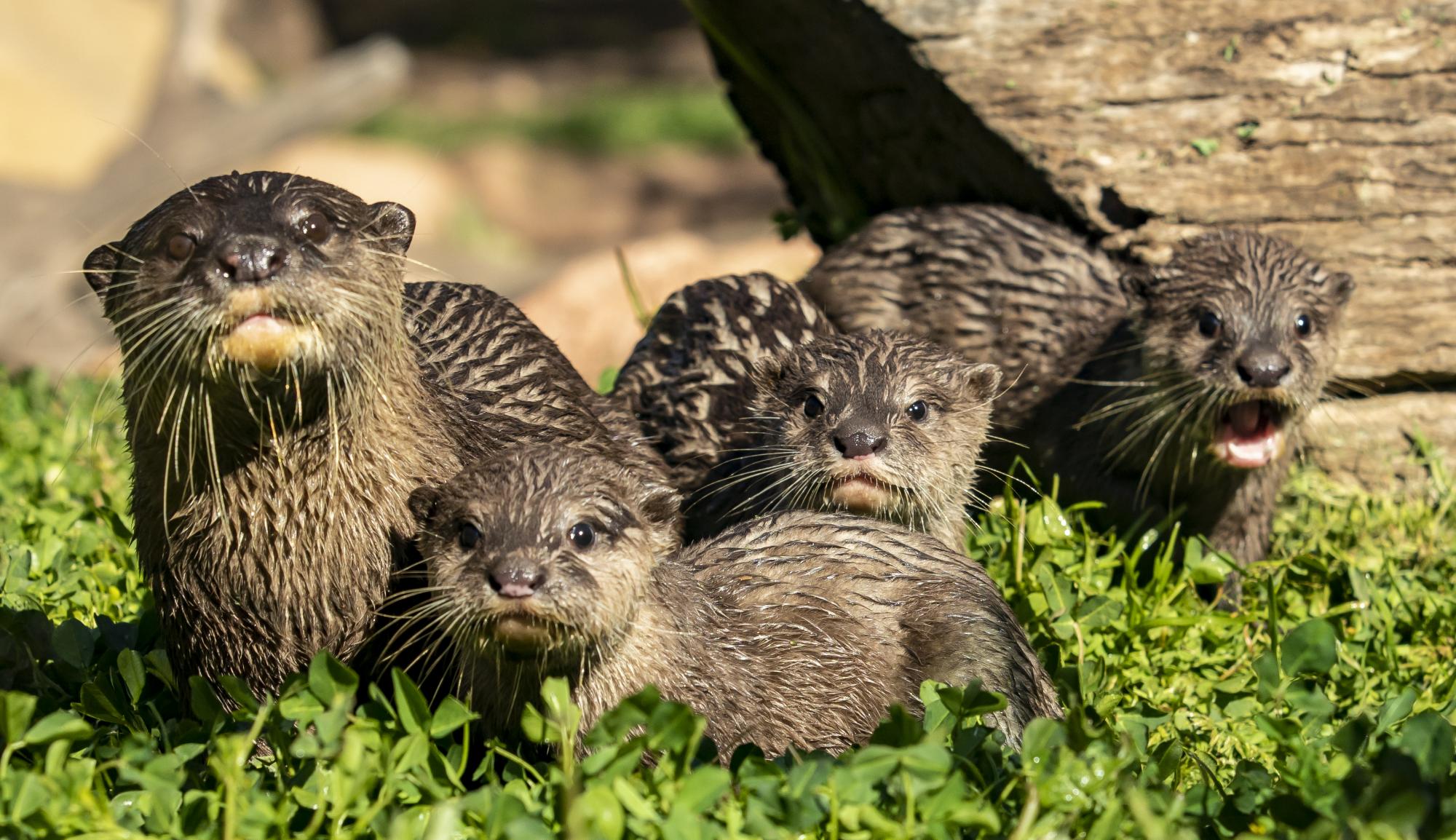 Otter pups