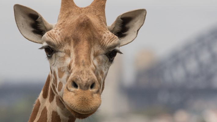 Giraffe at Taronga Zoo Sydney 