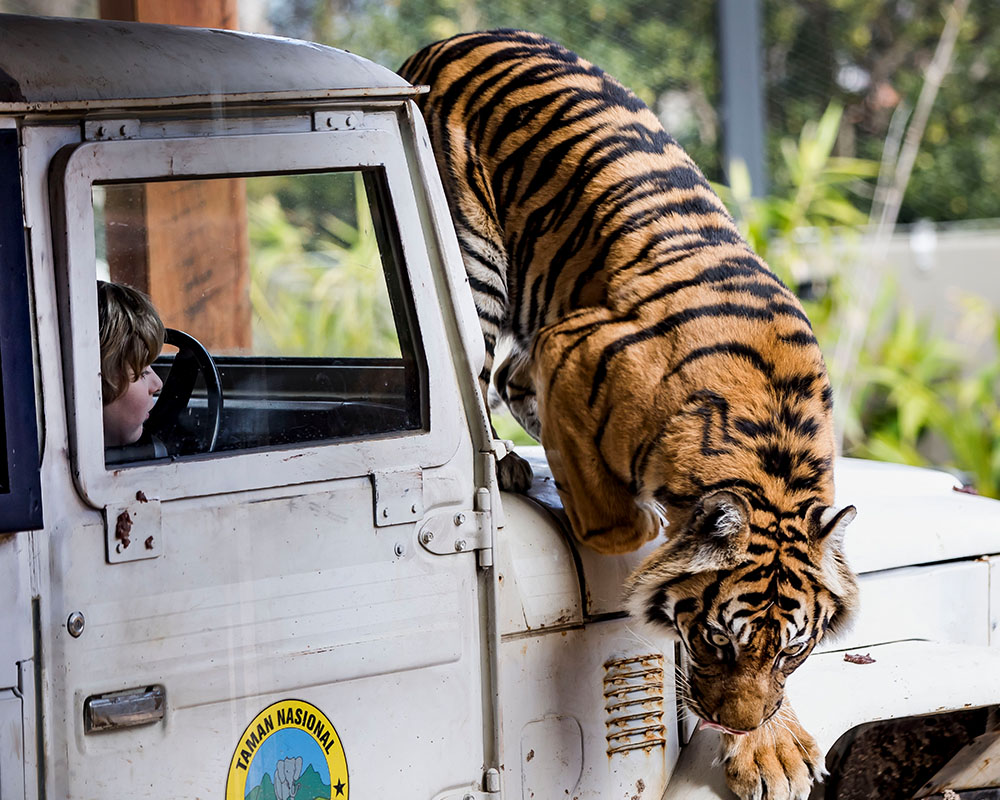 Tiger Trek