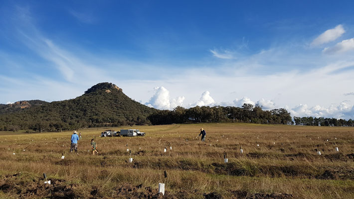 We’ve planted over 120,000 trees to reforest the Regent Honeyeater’s former home range