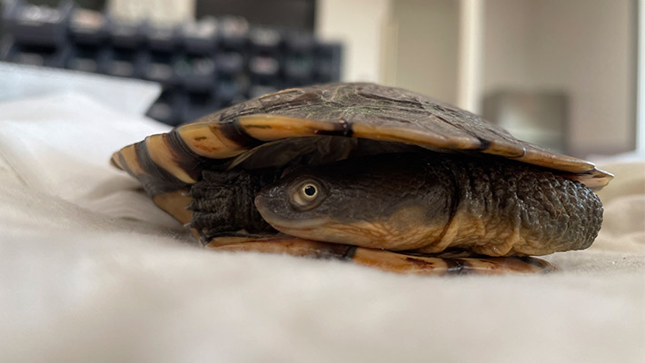 Eastern Long-necked Turtle