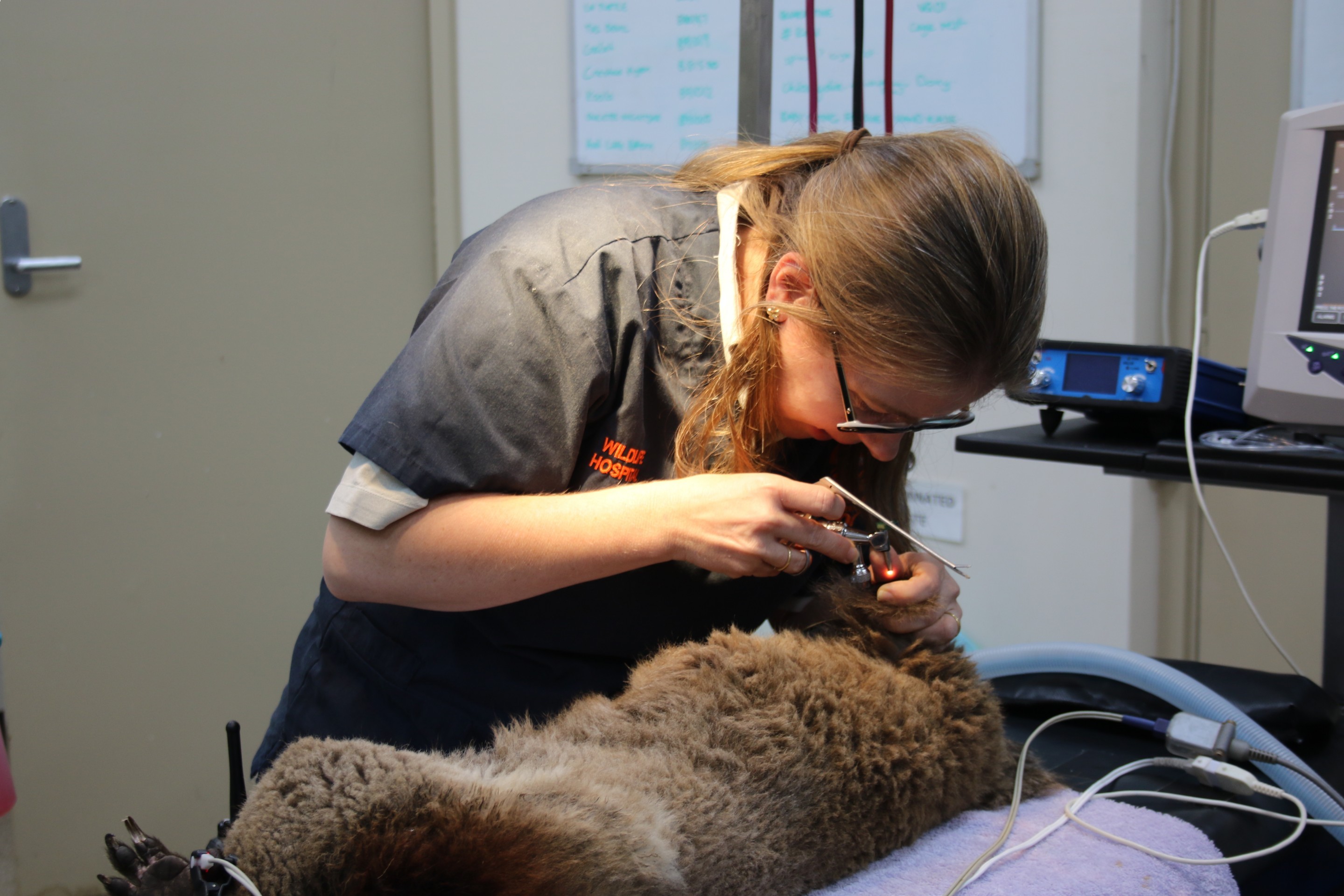 Vet Dr Michelle Campbell assessing a Koala