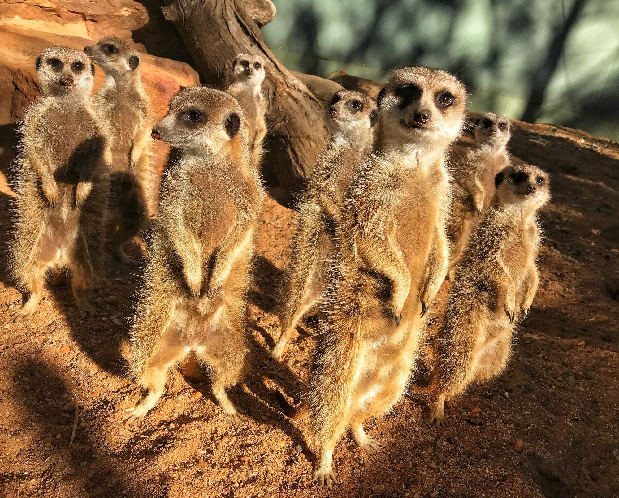 World Meerkat Day Photo: Karen James