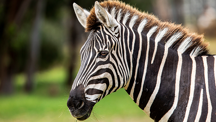 Zebra 