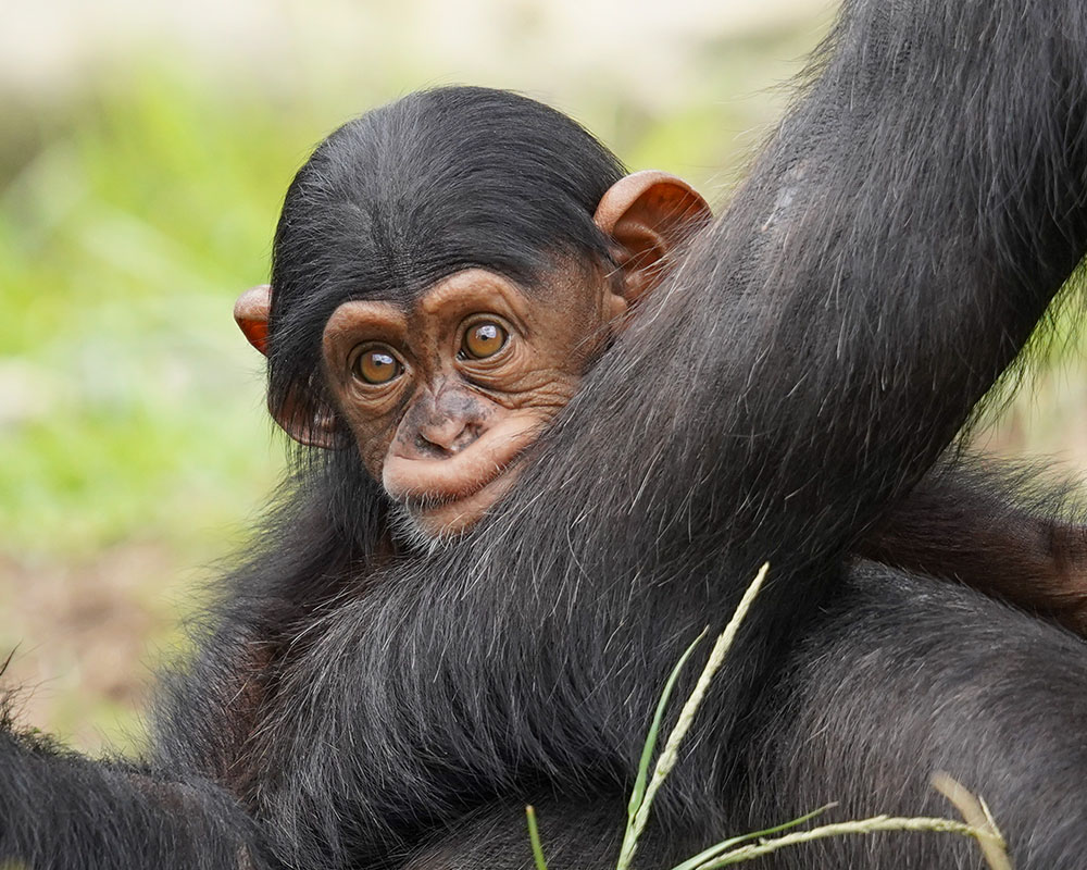 8-month-old Cekiri. Photo: Keeper Scott Brown 