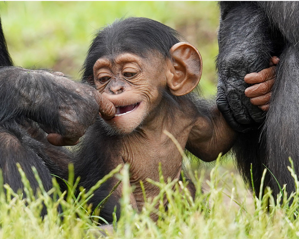 Cekiri teething. Photo: Scott Brown