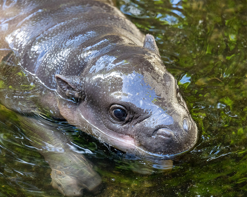 Pygmy hippo calf, Lololi. Photo: Scott Brown