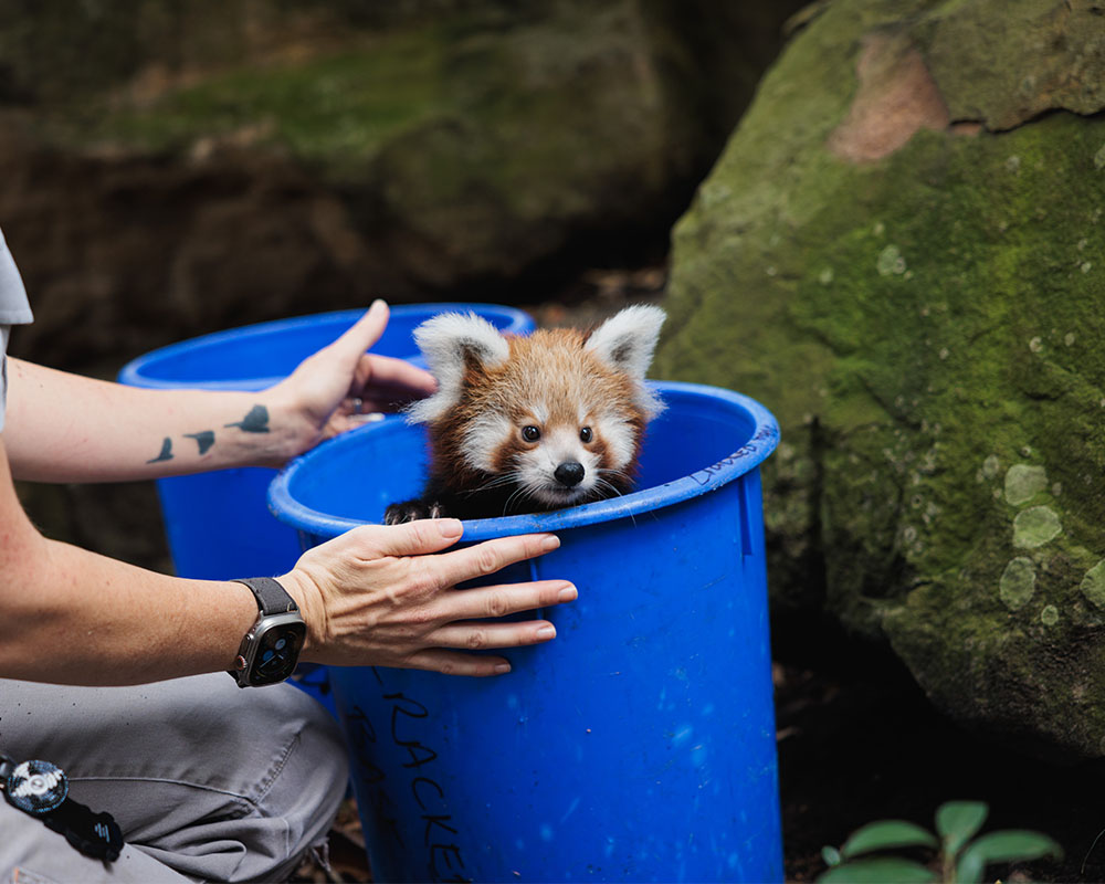 Red Panda cub