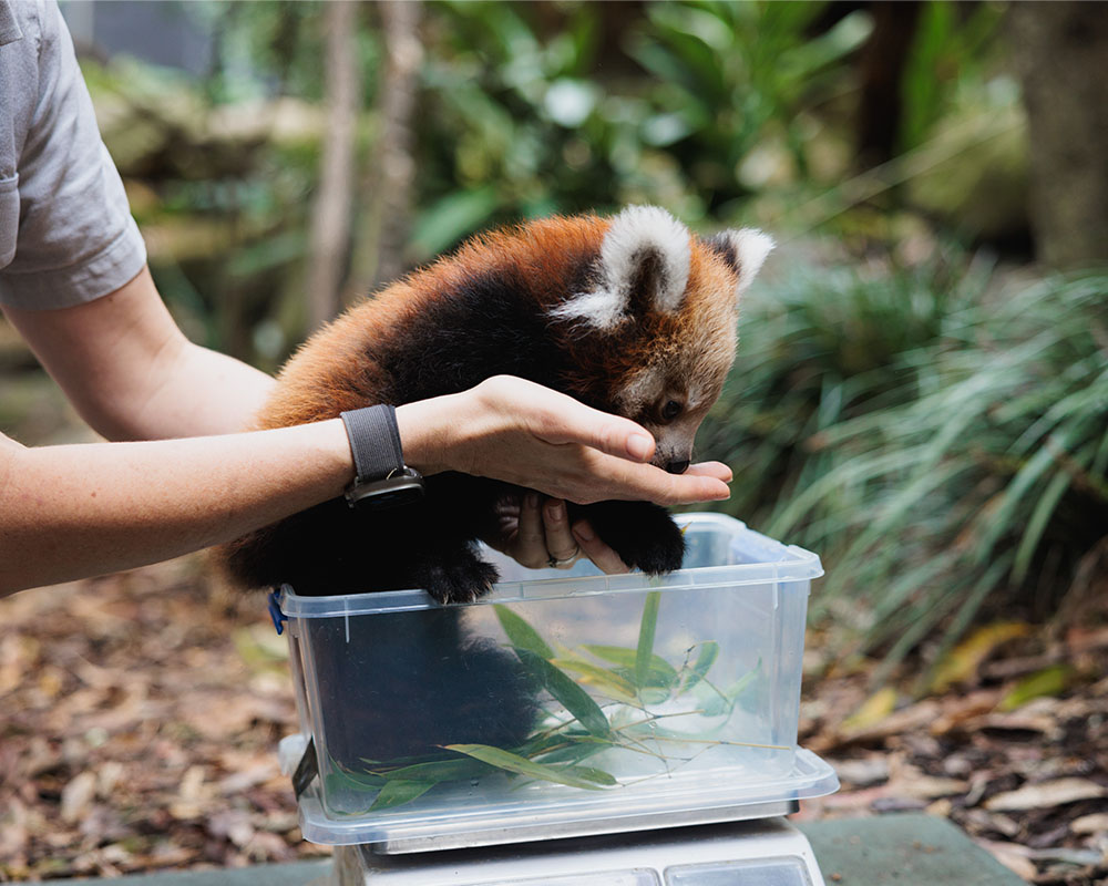 Male Red Panda Cub