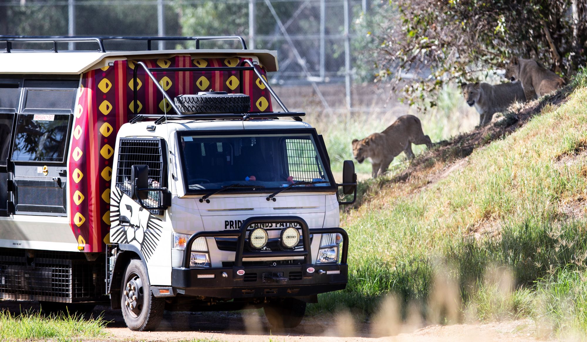 Enjoy the journey through the three-hectre Lion habitat 
