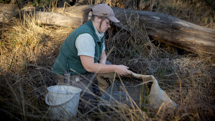 Taronga’s conservation team assessing health of caught bilbies within sanctuary. Rick Stevens