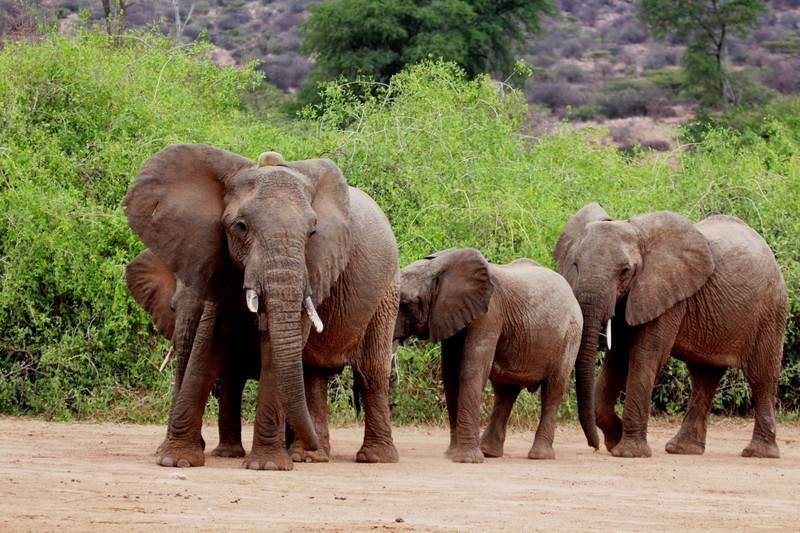 African Elephants