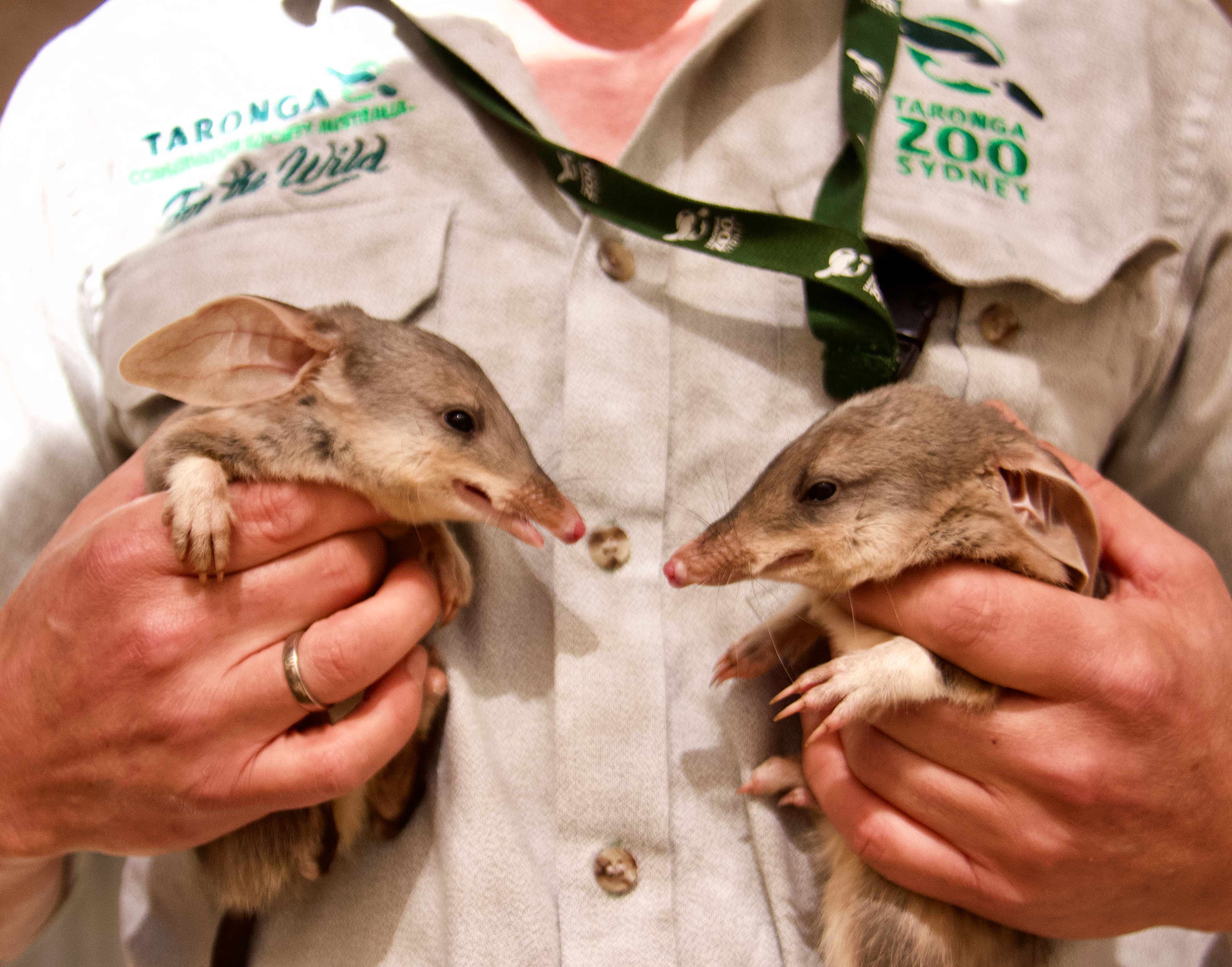 Bilby joeys Sandy and Gibson