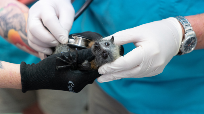 Flying Fox being treated at the Taronga Wildlife Hospital in Taronga Zoo Sydney.